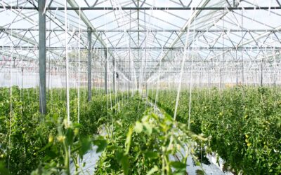 Maximizing Crop Yield: Tips for Running a Successful Commercial Greenhouse