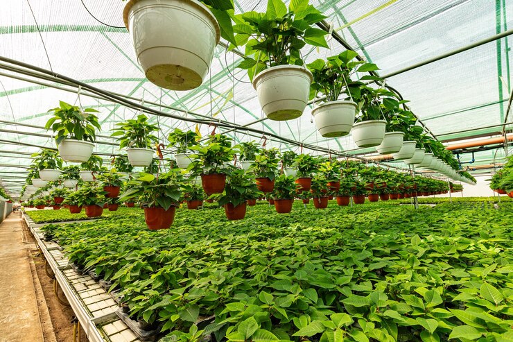 Growing Success: Maximizing Crop Yields with Commercial Greenhouses